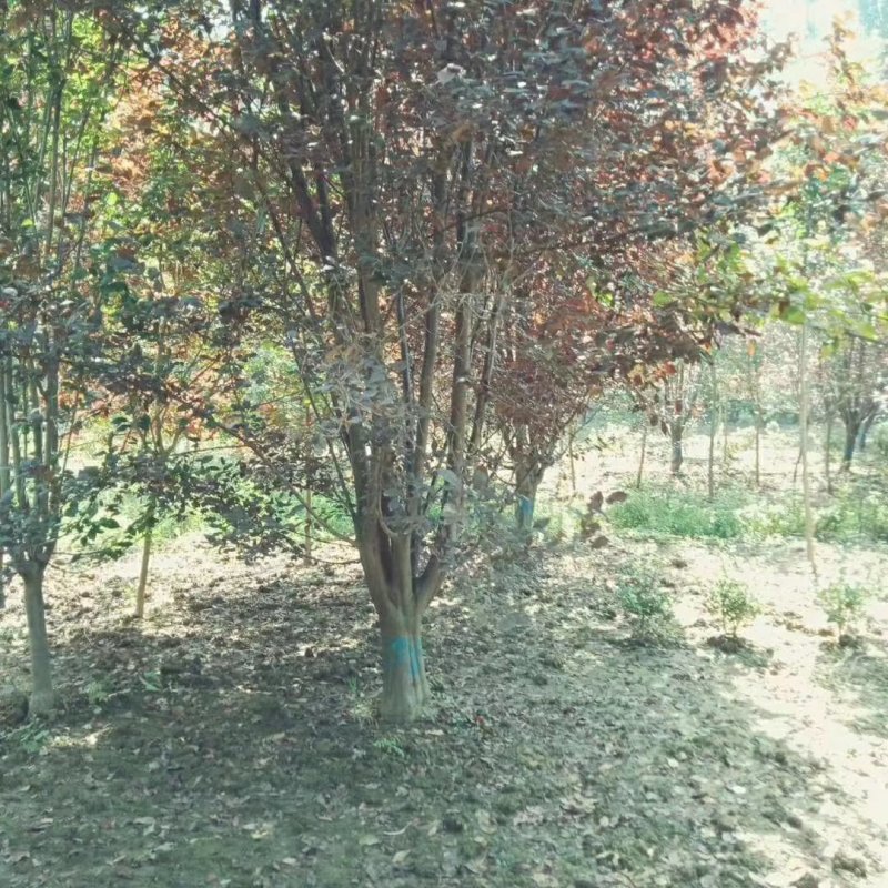 紫叶李