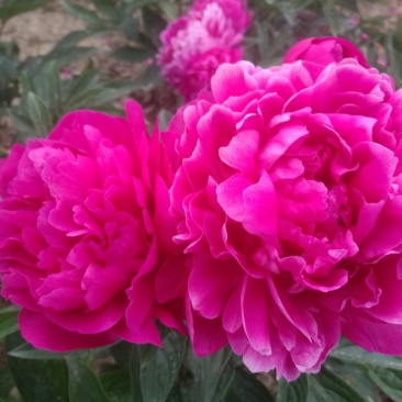 多花芍药，观赏芍药，基地自产自销芍药花芍药苗