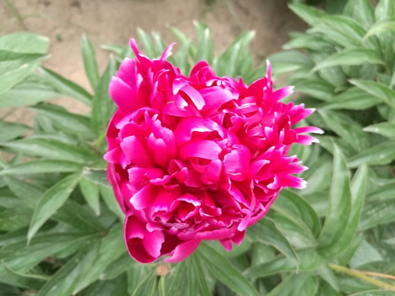 多花芍药，观赏芍药，基地自产自销芍药花芍药苗