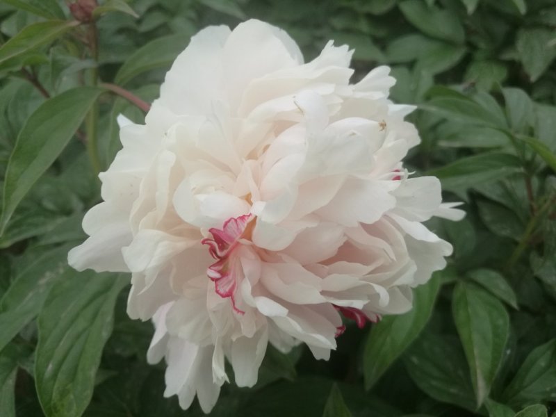 多花芍药，观赏芍药，基地自产自销芍药花芍药苗