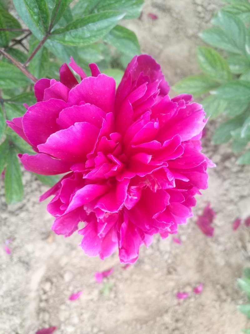 多花芍药，观赏芍药，基地自产自销芍药花芍药苗