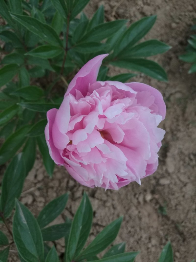 多花芍药，观赏芍药，基地自产自销芍药花芍药苗