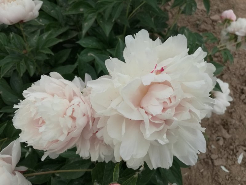 多花芍药，观赏芍药，基地自产自销芍药花芍药苗