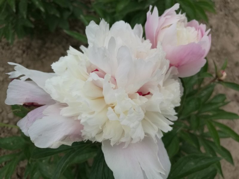 多花芍药，观赏芍药，基地自产自销芍药花芍药苗