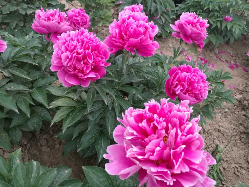 多花芍药，观赏芍药，基地自产自销芍药花芍药苗
