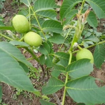 核桃树苗