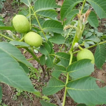 核桃树苗
