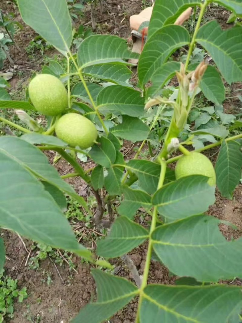 核桃树苗