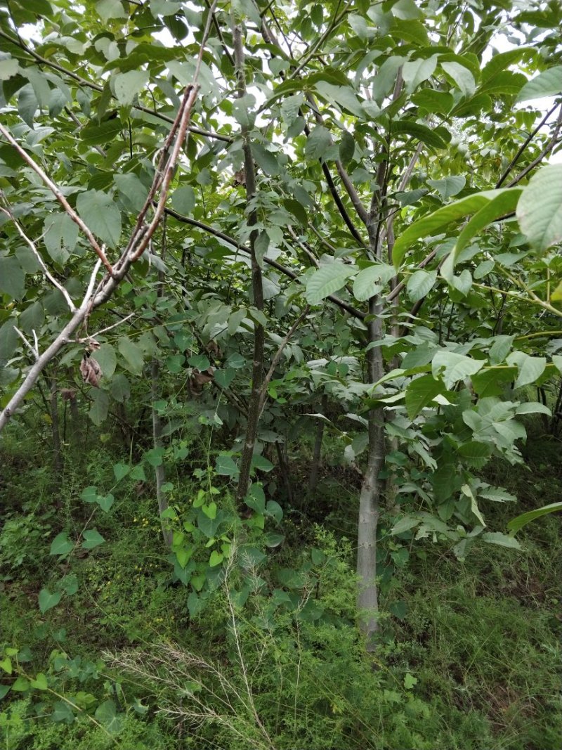 核桃树苗