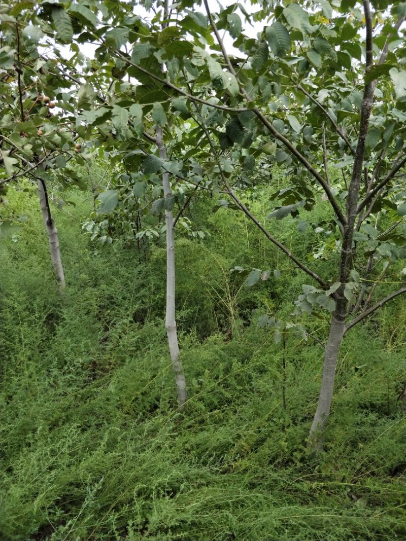 核桃树苗