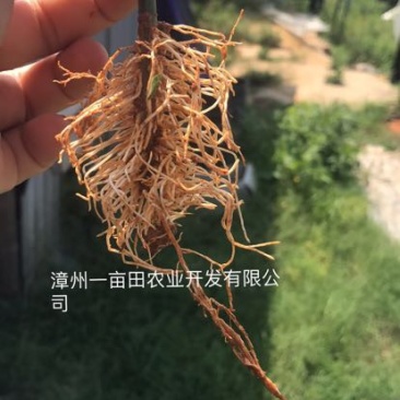 黄金百香果苗10~20cm