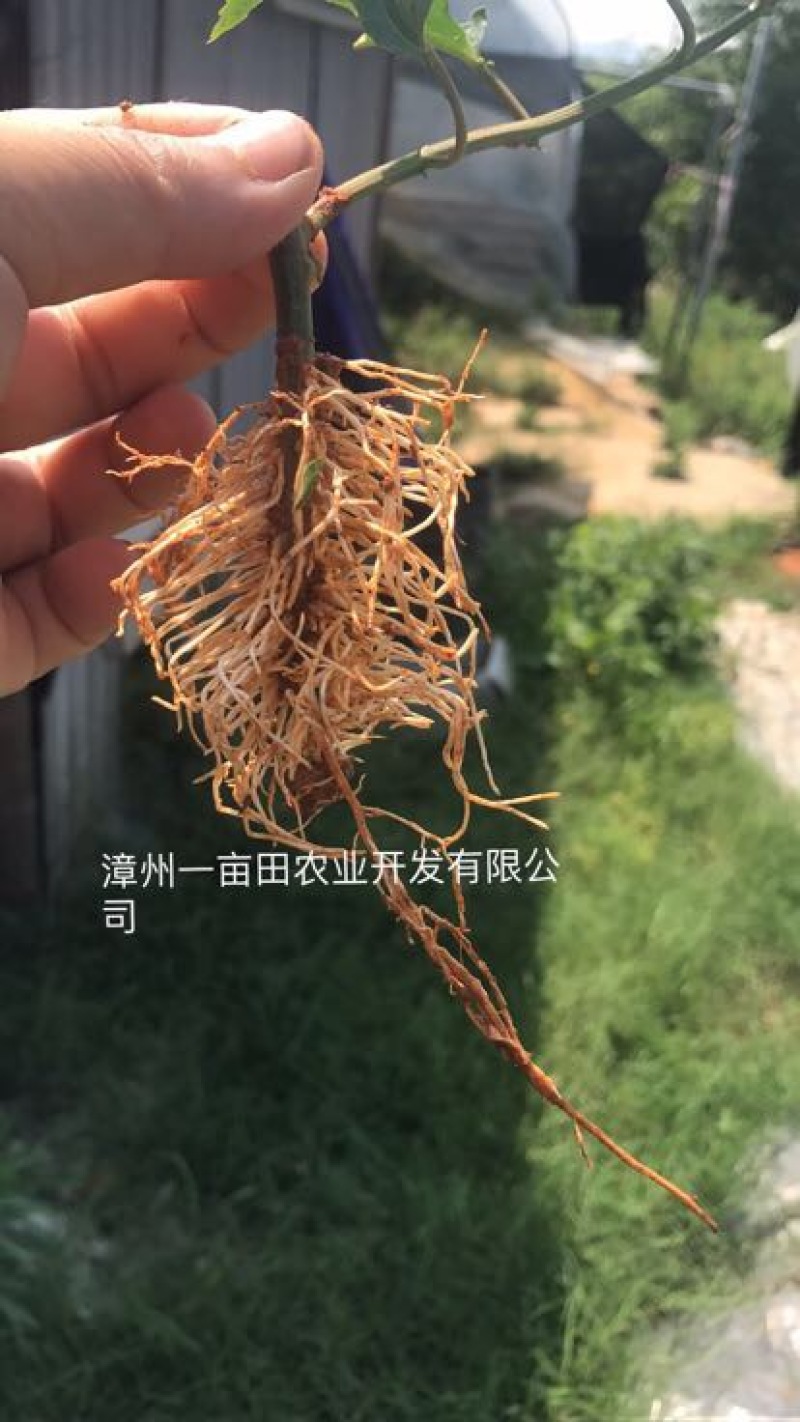 黄金百香果苗10~20cm