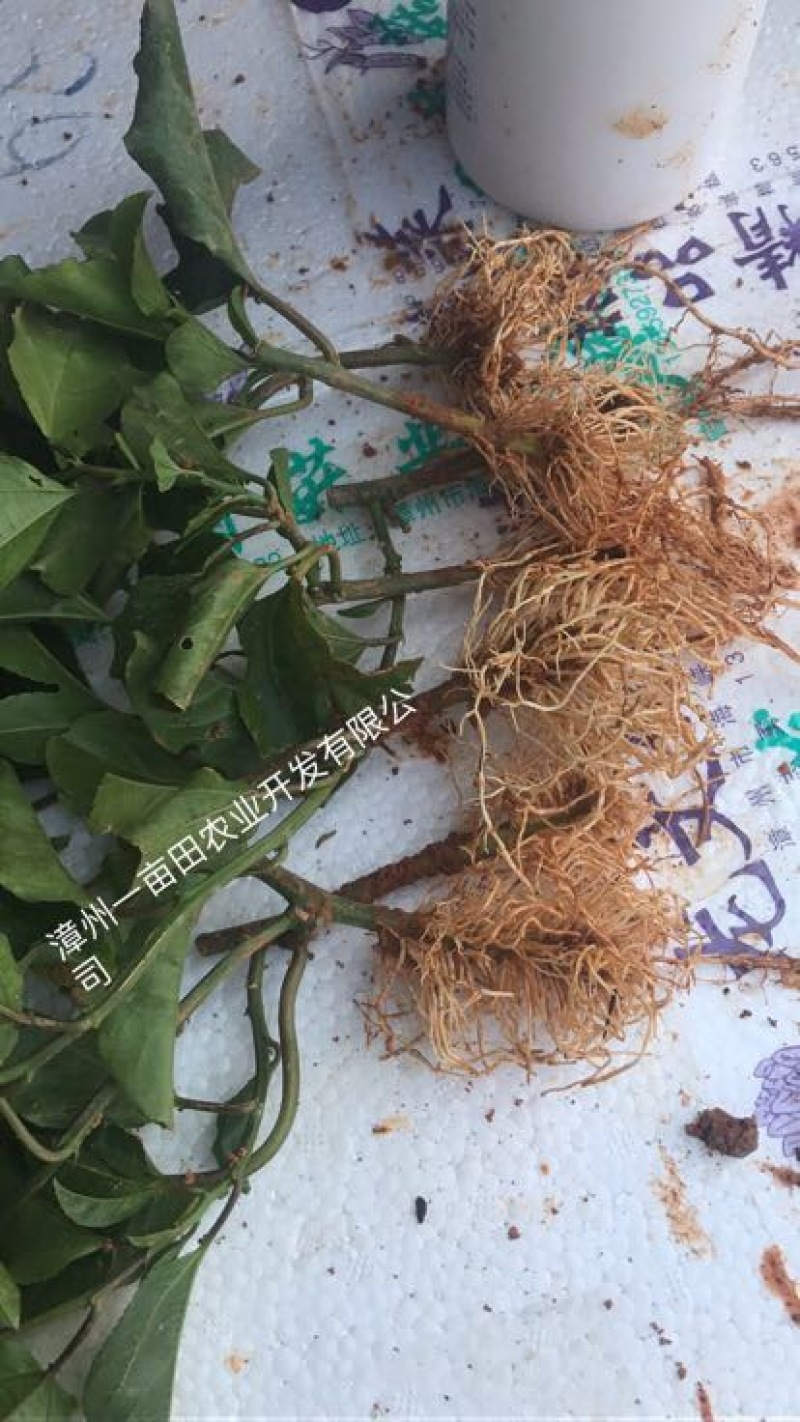 黄金百香果苗10~20cm