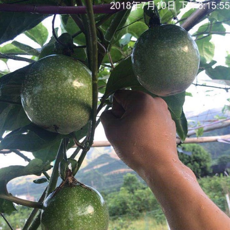 黄金百香果苗10~20cm