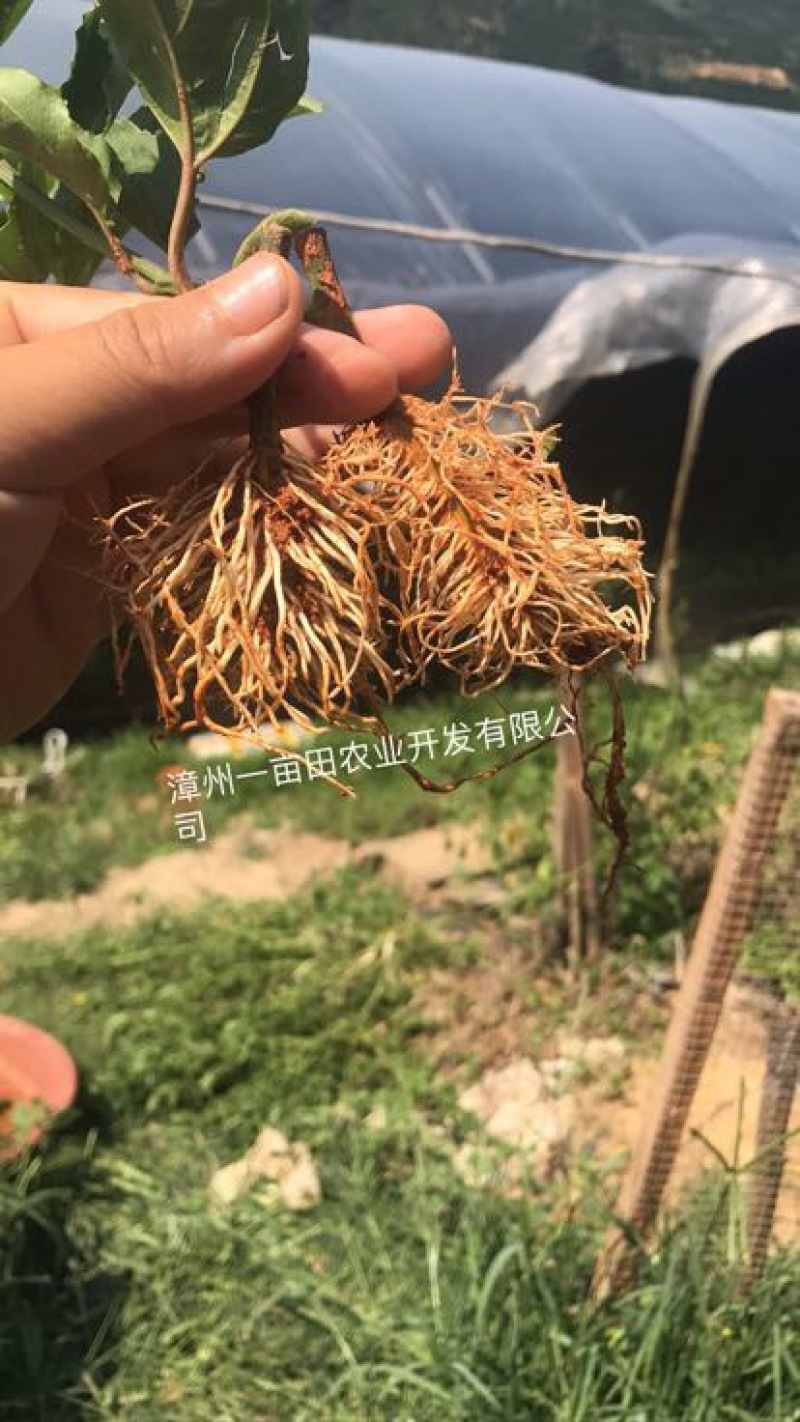黄金百香果苗10~20cm