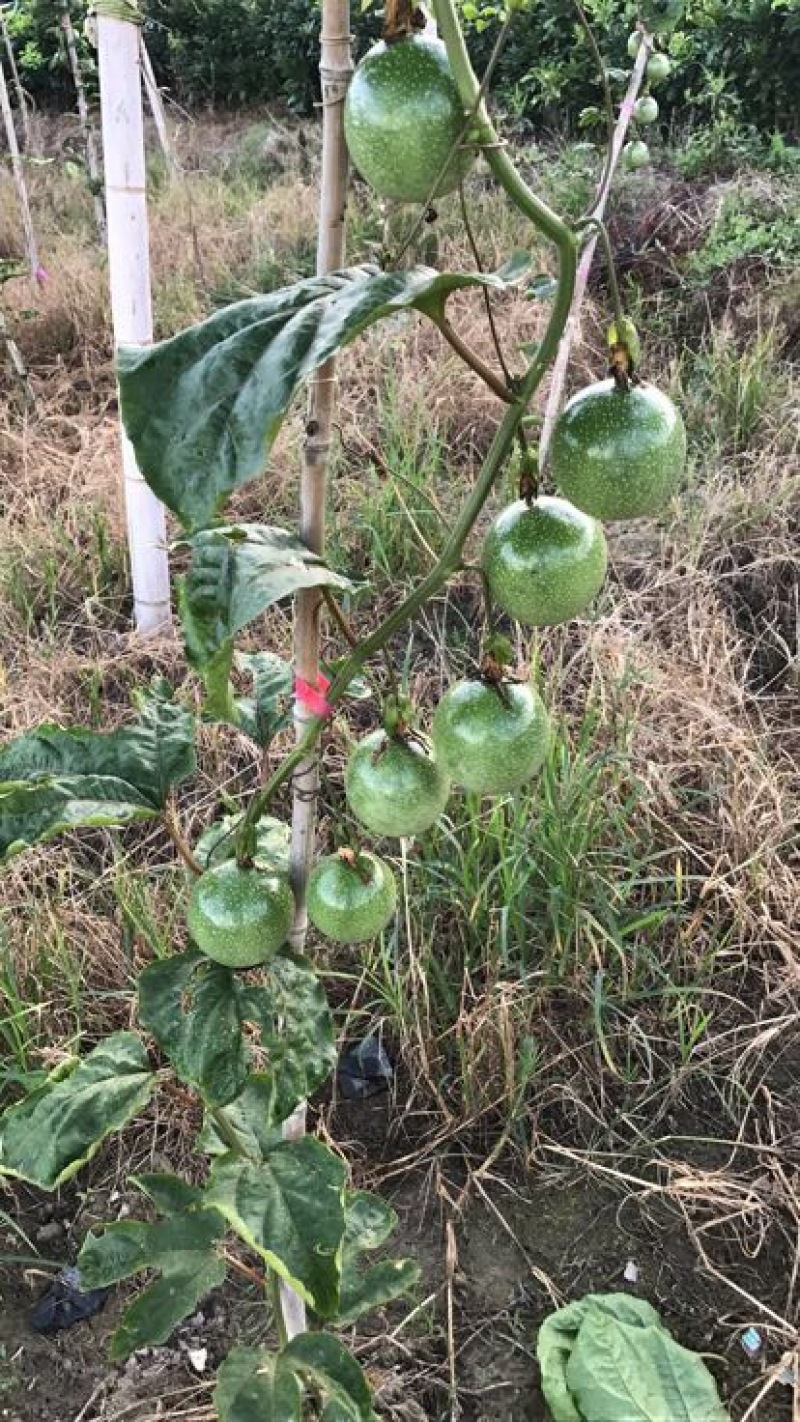 黄金百香果苗10~20cm