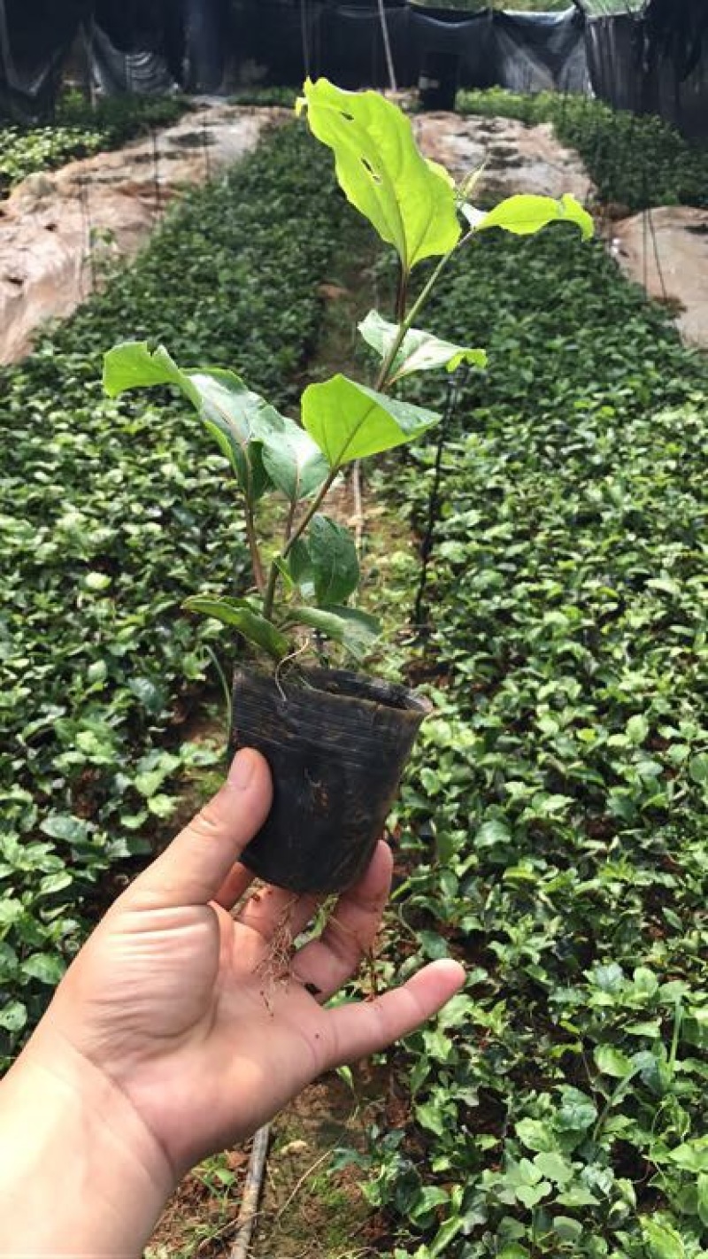 黄金百香果苗10~20cm