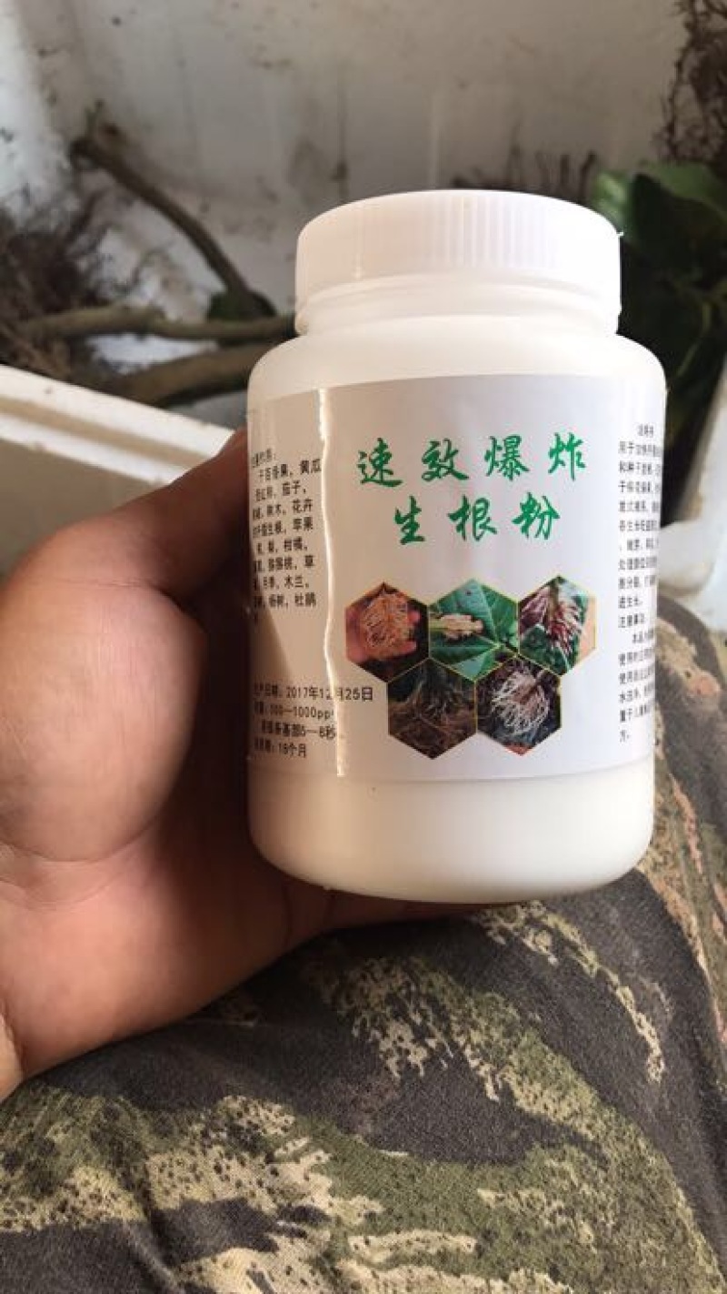 黄金百香果苗10~20cm