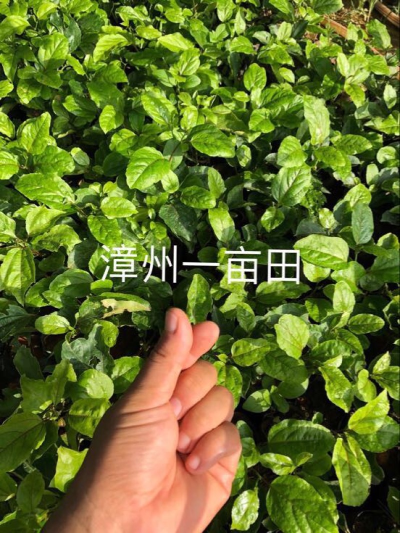 黄金百香果苗10~20cm