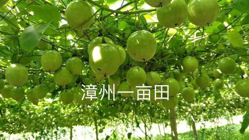 黄金百香果苗10~20cm