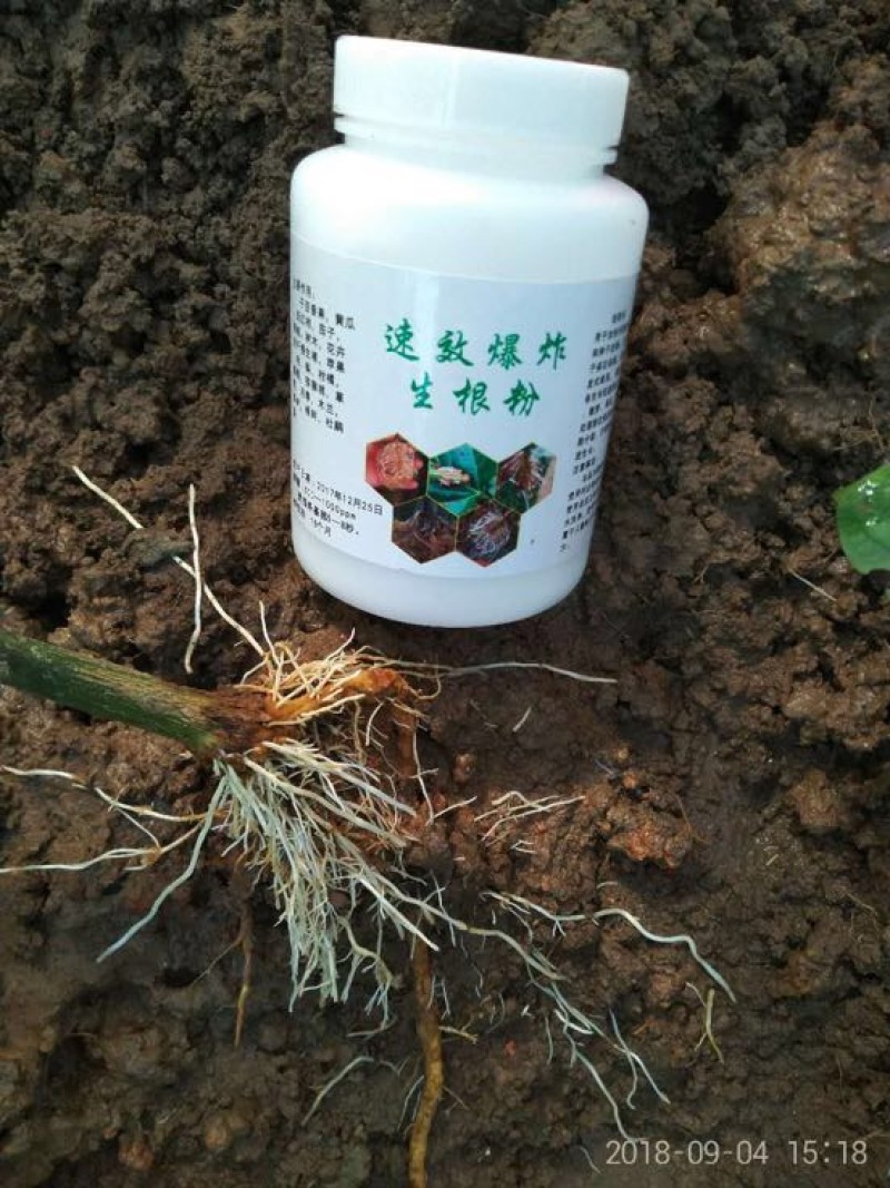 黄金百香果苗台湾黄金百香果苗
