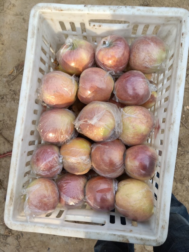 红星苹果红香蕉苹果产地直发