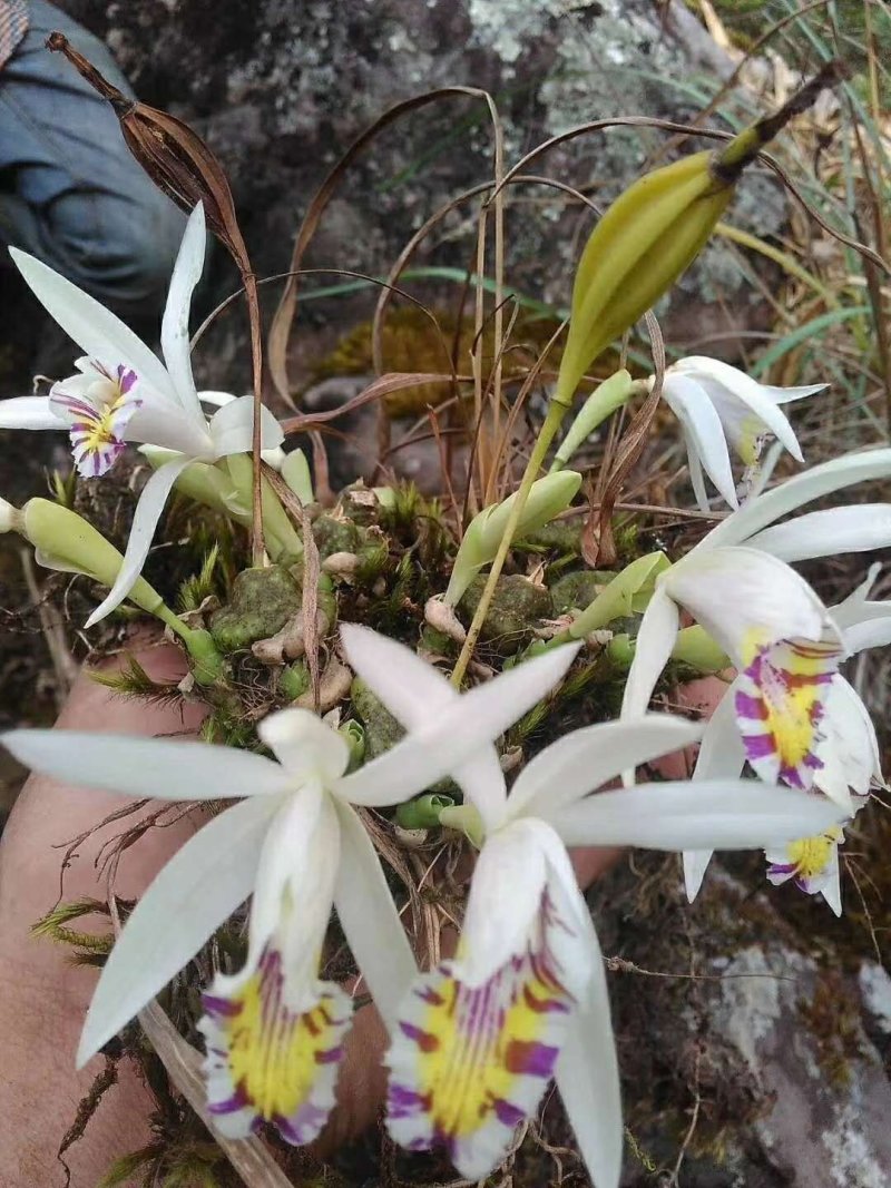 兰花，秋花独蒜兰，