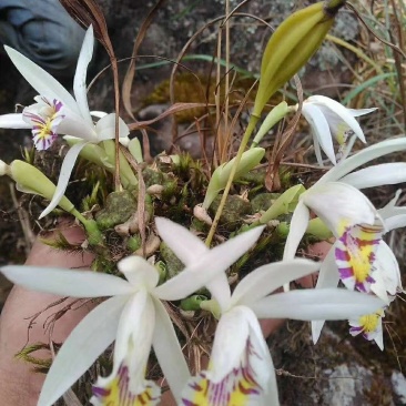 兰花，秋花独蒜兰，