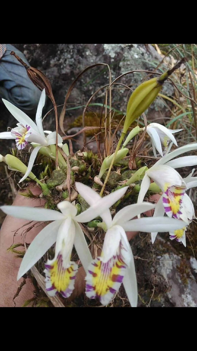 兰花，秋花独蒜兰，