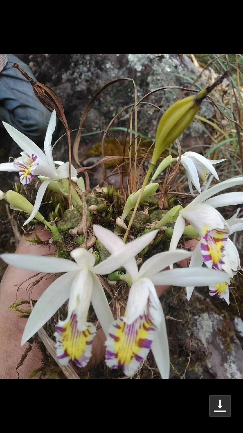 兰花，秋花独蒜兰，