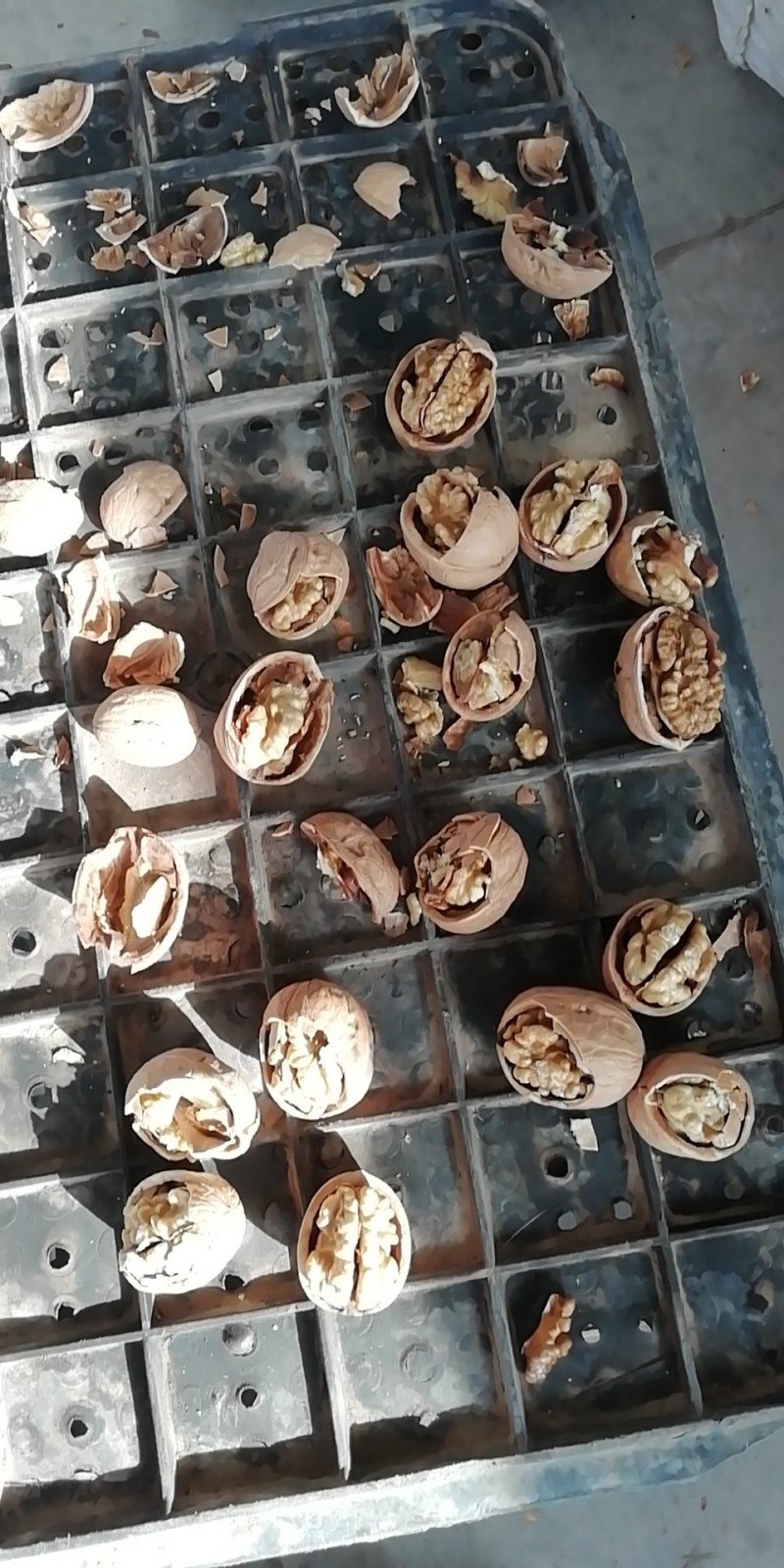 薄皮新二核桃