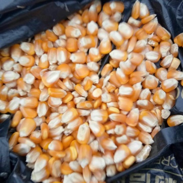 黄玉米