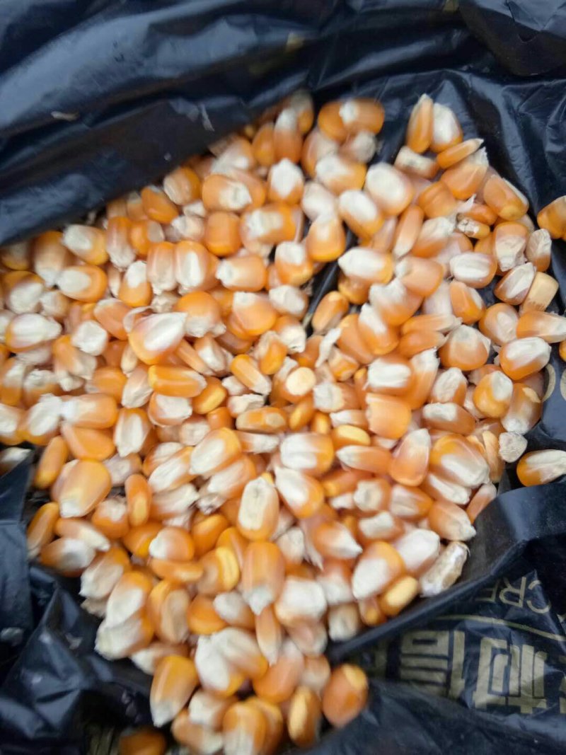 黄玉米