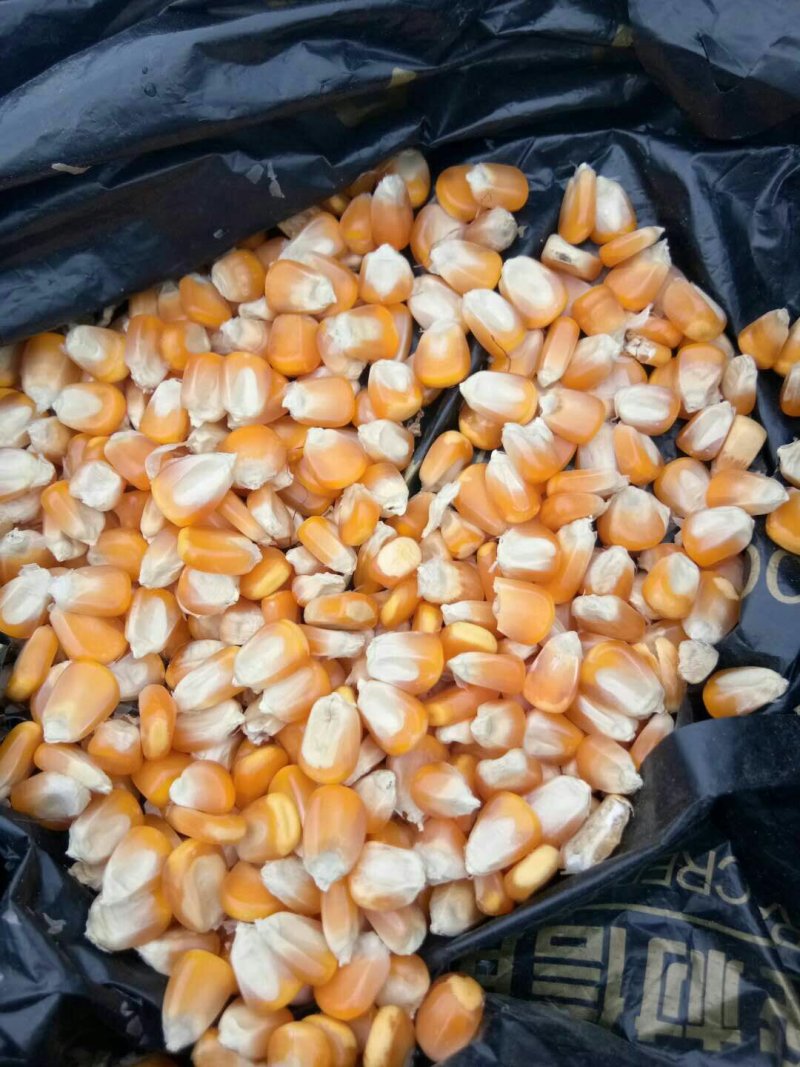 黄玉米
