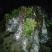 正宗嫁接福建冠溪蜜柚苗（白肉），一年苗！泥浆保湿，薄膜包