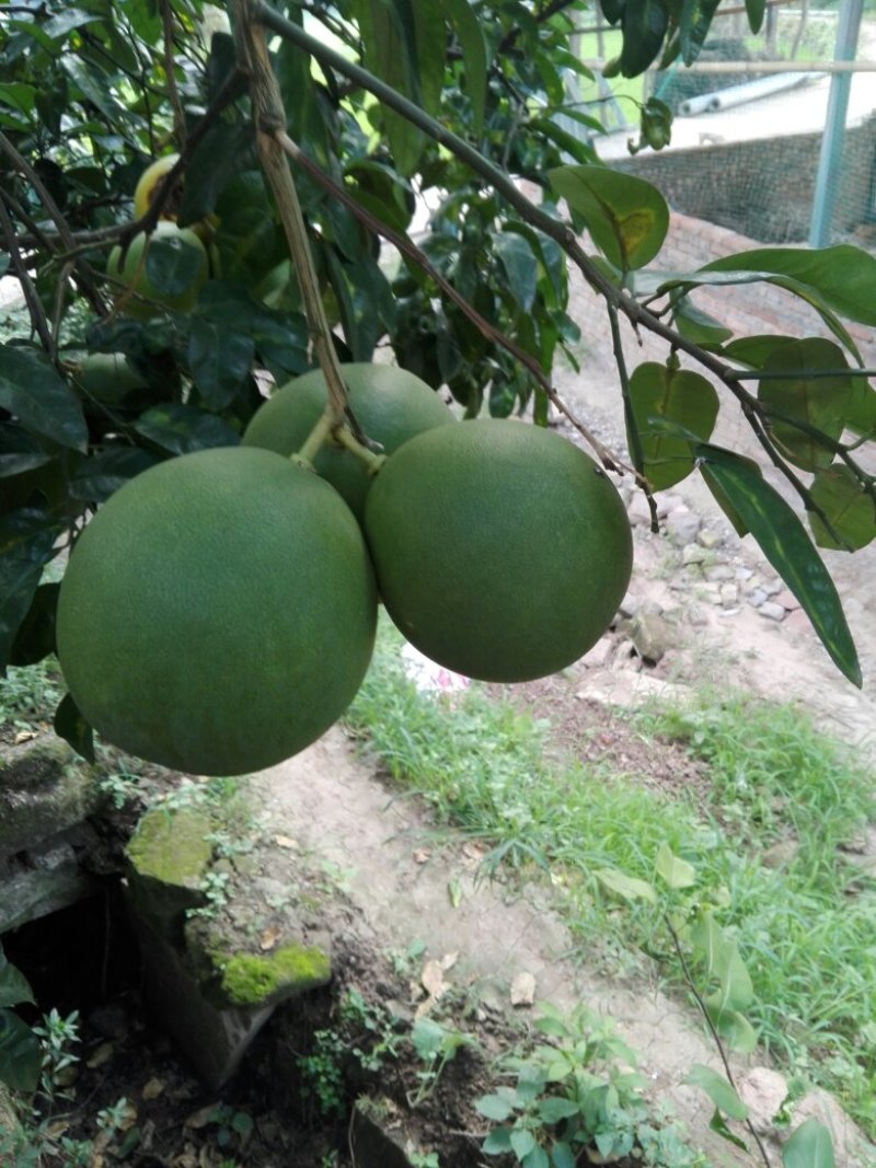 正宗嫁接福建冠溪蜜柚苗（白肉），一年苗！泥浆保湿，薄膜包