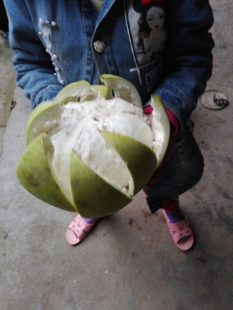 正宗嫁接福建冠溪蜜柚苗（白肉），一年苗！泥浆保湿，薄膜包
