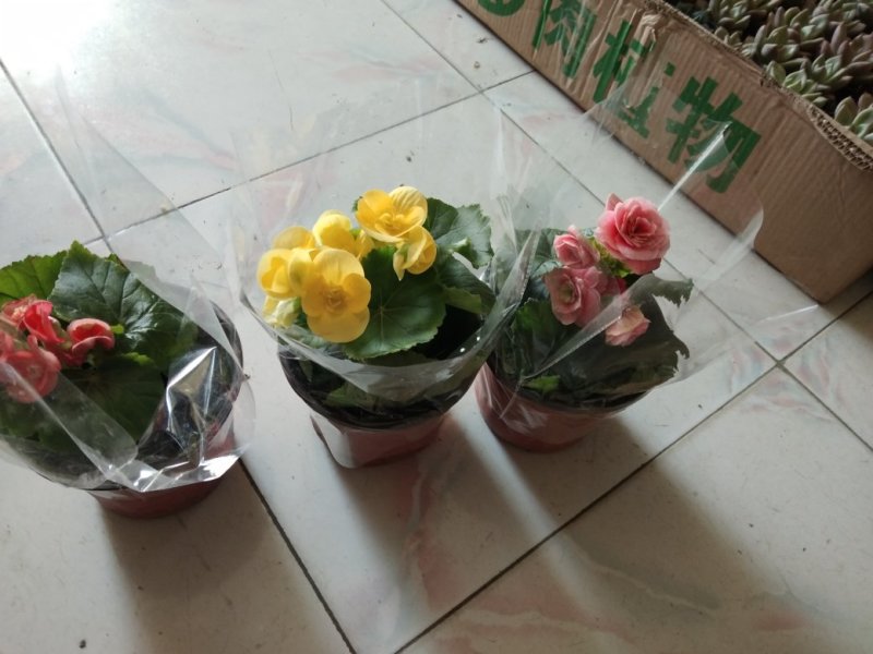 花卉