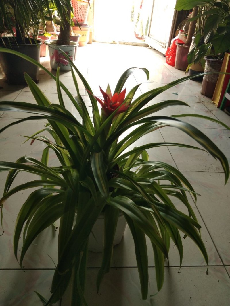 花卉