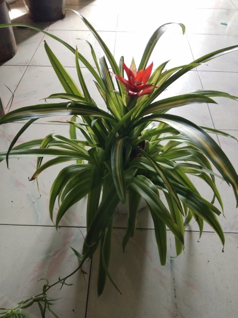 花卉
