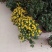 花卉