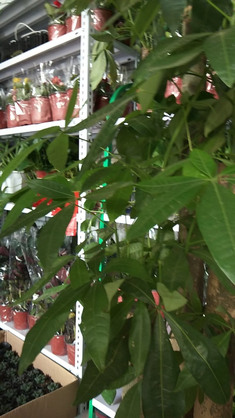 花卉