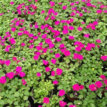 非洲凤仙花