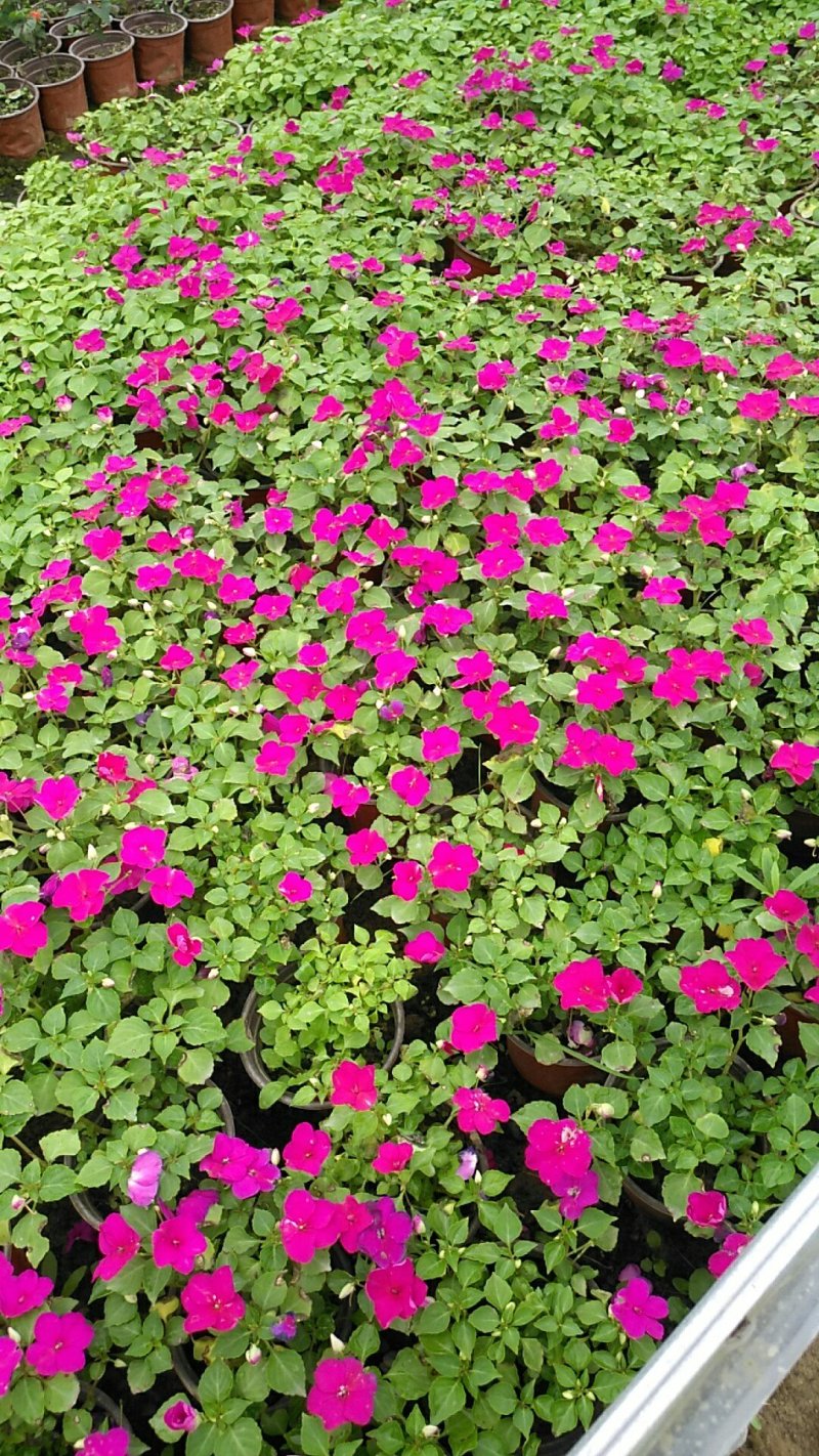 非洲凤仙花