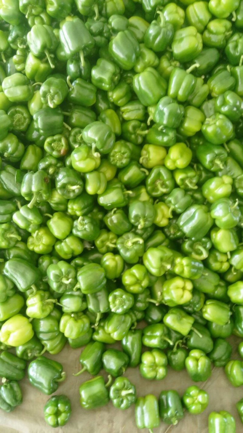 圆椒