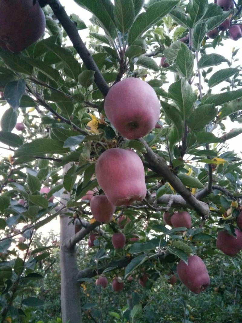 （老花牛）市场走量通货大宗商品果供应超市的香甜糯软苹果