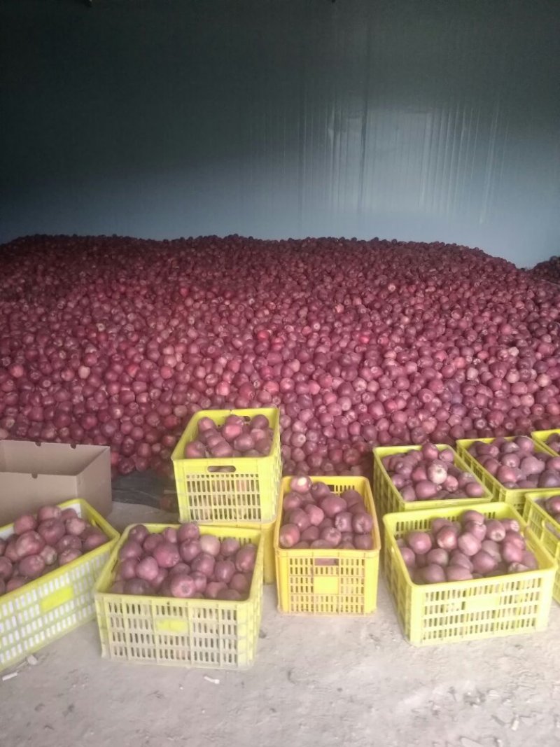 （老花牛）市场走量通货大宗商品果供应超市的香甜糯软苹果