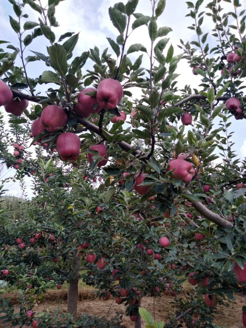 （老花牛）市场走量通货大宗商品果供应超市的香甜糯软苹果