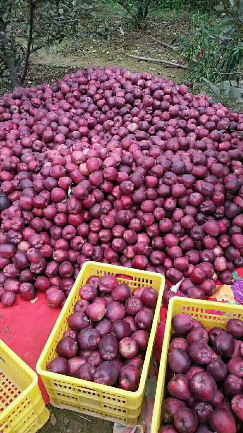 （老花牛）市场走量通货大宗商品果供应超市的香甜糯软苹果