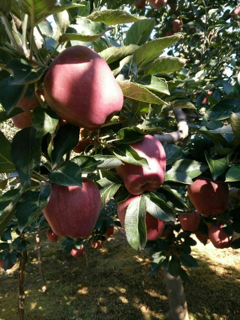 （老花牛）市场走量通货大宗商品果供应超市的香甜糯软苹果